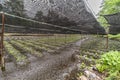 Water flowing on Wasabi plantation field at Daio Wasabi Farm. Ã¥Â¤Â§Ã§Å½â¹Ã£âÂÃ£Ââ¢Ã£ÂÂ³Ã¨Â¾Â²Ã¥Â Â´. Royalty Free Stock Photo